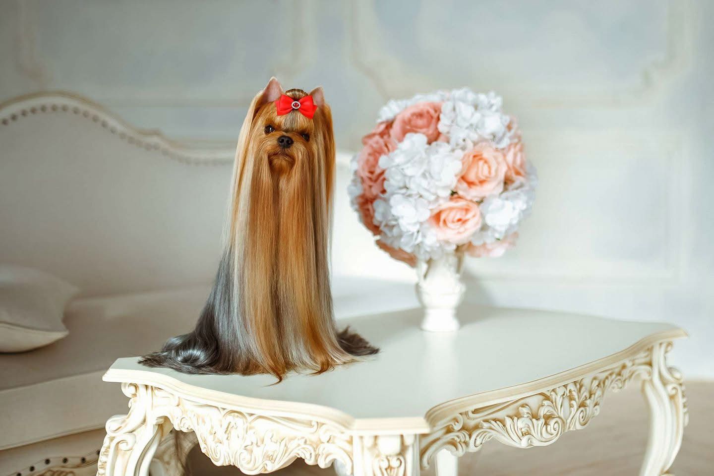  ROYAL TALISMAN LAS VEGAS — Labaza DogPedigree YorkshireTerrier